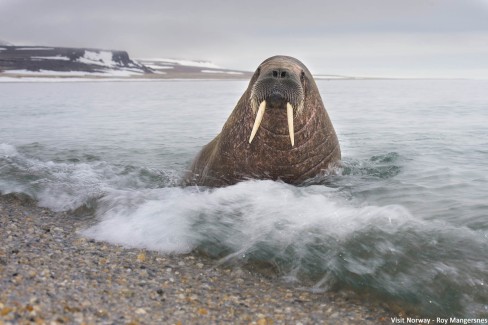 2-Morse dans la région du Svalbard