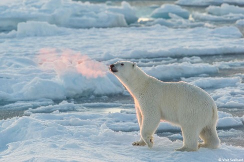 8-Ours polaire dans l'archipel du Svalbard