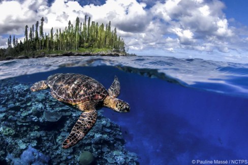 Tortue