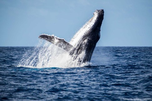 Baleine