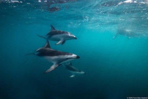 Observation en famille des dauphins Hector en Nouvelle Zélande