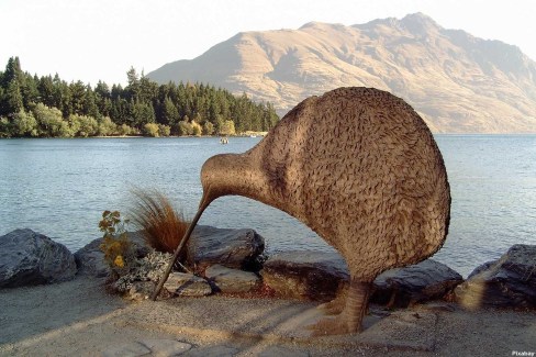 Le kiwi, oiseau emblématique de la Nouvelle Zélande