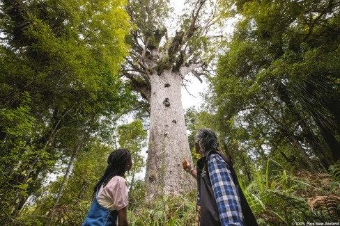Découverte en famille du kauri, l'arbre sacré de Nouvelle Zélande