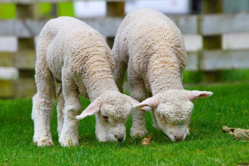 Les moutons Merinos de Nouvelle Zélande