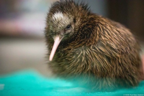 Rencontre avec les kiwis, oiseaux endémiques de Nouvelle Zélande