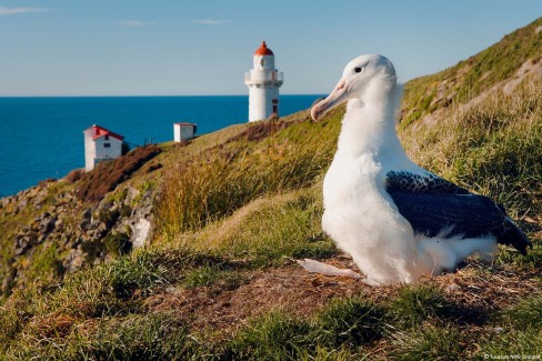 Still sporting some baby down, this 7 month old juvenile royal albatross on Taiaora Head has reached its adult size by August and is only a month away from fledgling.