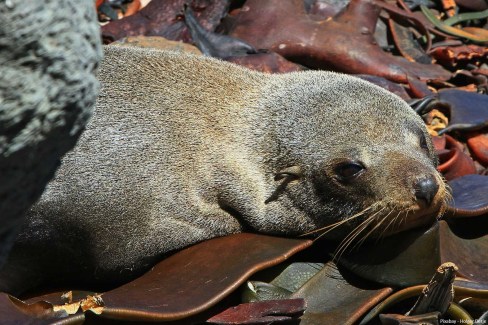 Lion-de-mer-sur-la-peninsule-dOtago-pixabay-Holger-Detje-web