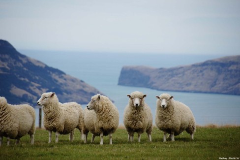 Moutons-merinos-pixabay-Martin-Str-web