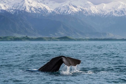 Observation-de-baleines-a-Kaikoura-Tourisme-New-Zealand-web