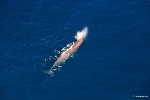 Observation-du-grand-cachalot-a-Kaikoura-Tourism-New-Zealand-web