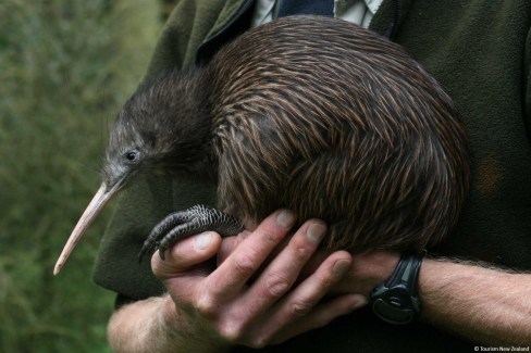 Observation-du-kiwi-oiseau-endemique-credit-Tourism-New-Zealand-web