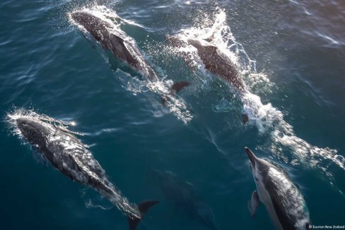 Rencontre-avec-les-dauphins-dHector-peninsule-de-Banks-Akaroa-Tourism-New-Zealand-web