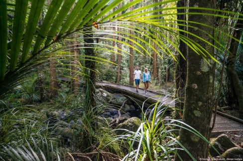 Ecotourisme-dans-le-Northland-a-Whangarei-NZ-tourism-Alistair-Guthrie-web