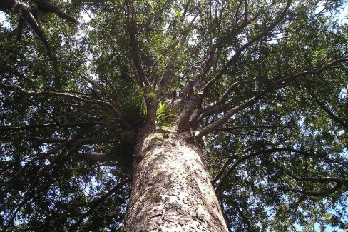 Foret-seculaire-de-kauri-arbre-sacre-du-Northland-Simon-de-Pixabay-web
