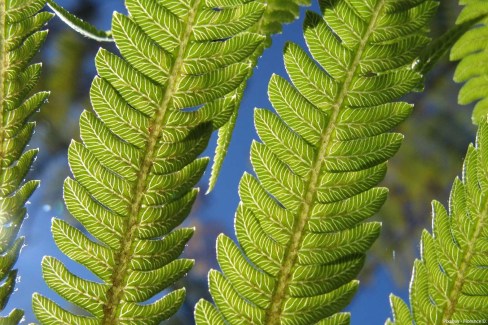 Fougeres-arborescentes-vegetation-tropicale-pixabay-Florence-D-web