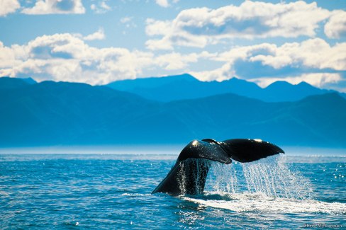 Migration des baleines en Nouvelle Zelande