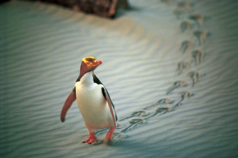 Pinguin à tête jaune