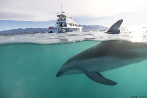 Croisière en amoureux avec les dauphins en Nouvelle Zélande