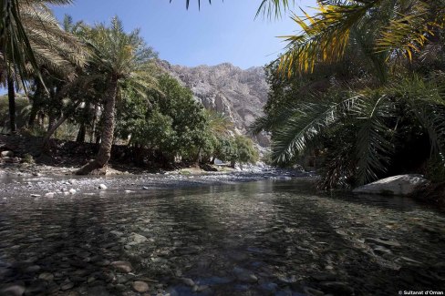 Les palmiers du wadi Nakhak Al Batinah à Oman