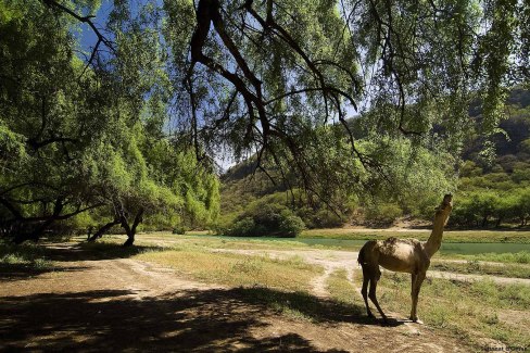 Chameaux dans la forêt du wadi Darbat - Sultanat d'Oman