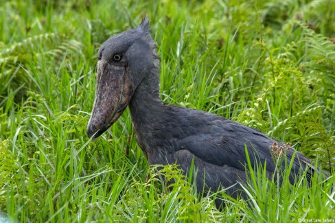 ShoeBill_Swamp-WEB