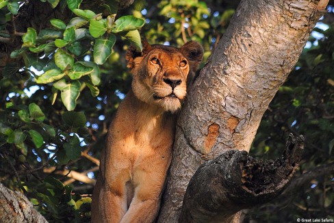Tree-Climbing-Lion_Uganda-WEB