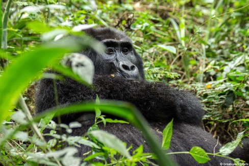 Bwindi_Gorilla-WEB