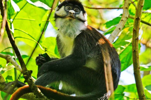 Colobus-Monkey-WEB