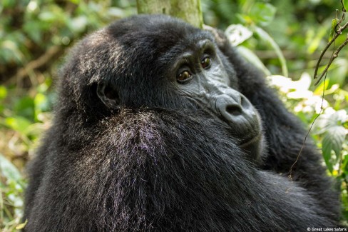 Gorilla_Uganda-WEB