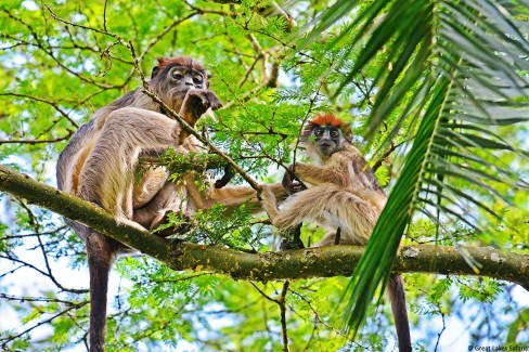 Kibale-Forest-WEB