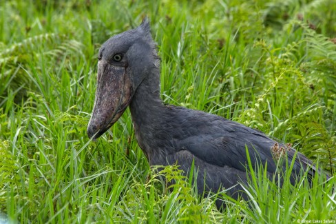 ShoeBill_Swamp-WEB