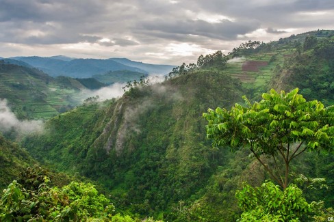 Bwindi_Impenetrable_Forest-wiki-web