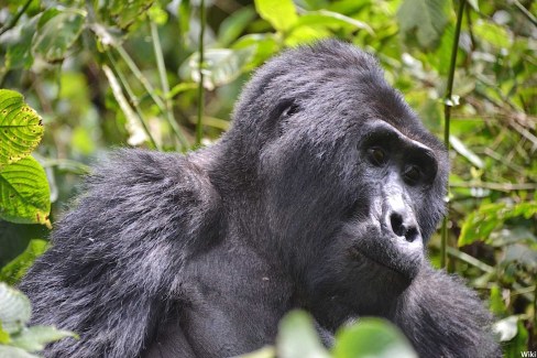 Mountain_Gorilla_Bwindi_Uganda_15594100877-WIKI-web