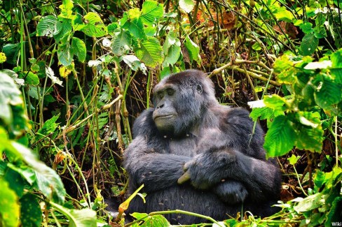 Mountain_Gorilla_Bwindi_Uganda_15780779132-wiki-web