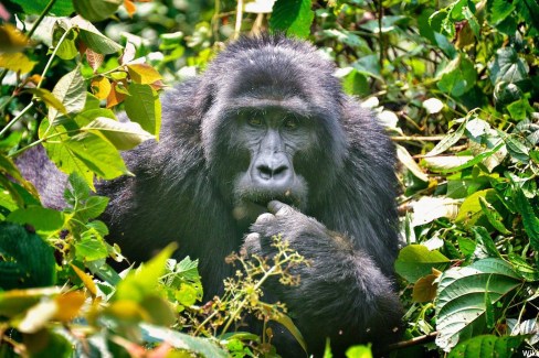 Mountain_Gorilla_Bwindi_Uganda_16140923041-WIKI-web