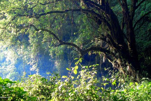 By-Kristina-Just-Mount_Elgon_Forest-web