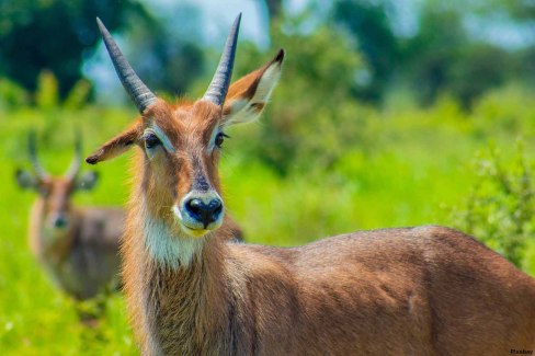 Cobe-waterbuck-Pixabay-web