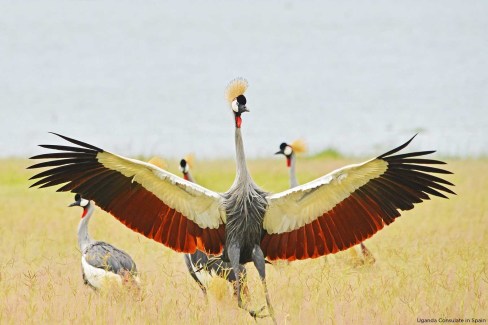 Red-Crane-oiseau-emblematique-de-lOuganda-Uganda-Consulate-in-Spain-web