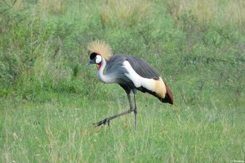 Observation de la grue couronnée près des lacs ougandais