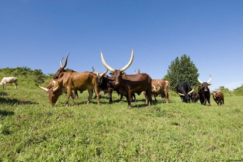 Rencontres avec la faune ougandaise vivant près des lacs