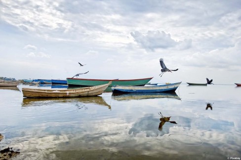 Barques au repos sur les eaux du lac Albert en Ouganda