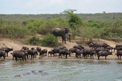 Réunion de mammifères au point d'eau - canal Kazinga - Ouganda