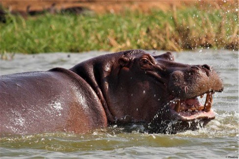 Hippopotame dans le canal Kazinga, parc national Queen Elizabeth,  Ouganda