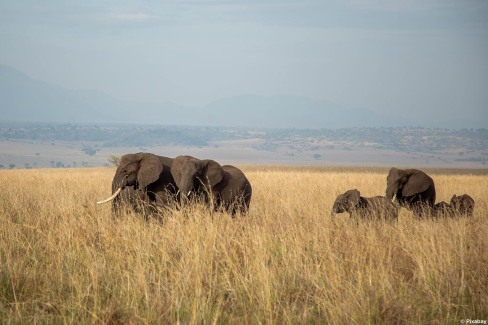 Eléphants dans le parc national de Kidepo en Ouganda