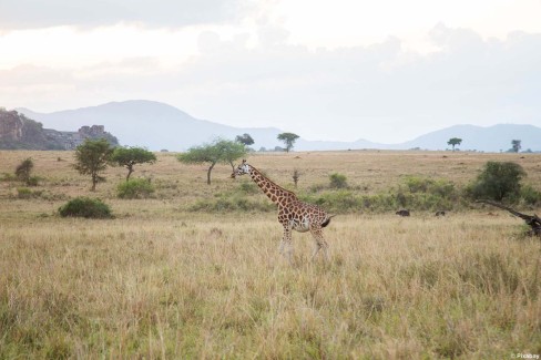 Girafe dans les magnifiques paysages du parc national Kidepo en Ouganda