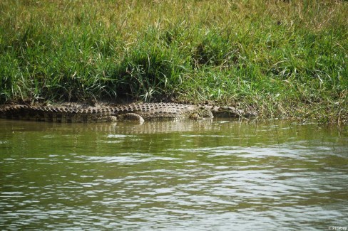 Les crocodiles du Nil peuplent les eaux du parc national de Murchison Falls en Ouganda