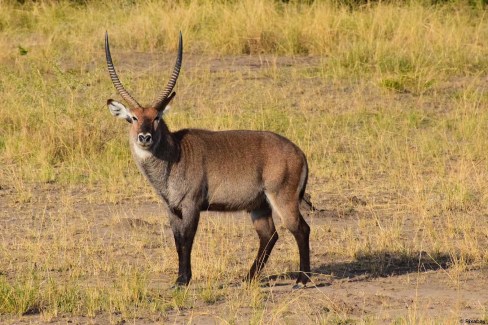 Une grande variété d'antilopes vivent dans les parcs nationaux ougandais