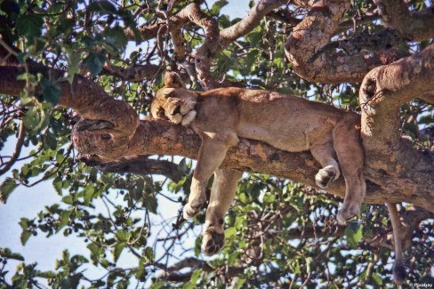 Lion au repos dans un arbre dans le parc national Queen Elizabeth en Ouganda