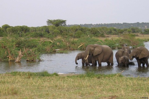 Eléphants au bain dans le parc national Queen Elizabeth - Ouganda
