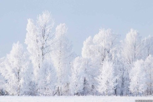 Forêt estonienne sous la neige